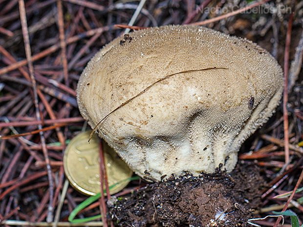 Los Pinos. Puertollano. Febrero 2016.