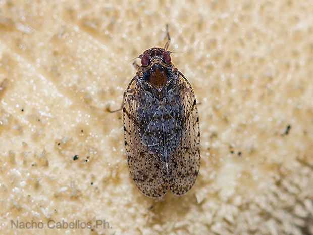 Los Pinos. Puertollano. Febrero 2016.