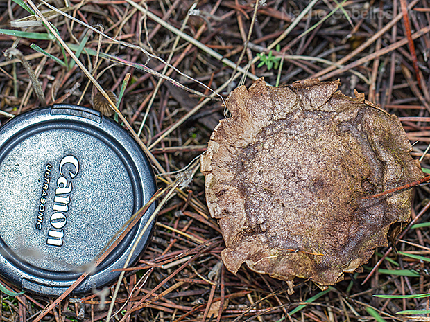 Los Pinos. Puertollano. Febrero 2016.