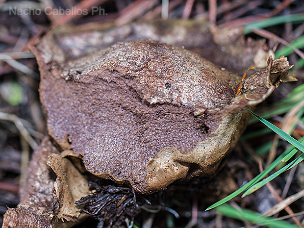 Los Pinos. Puertollano. Febrero 2016.