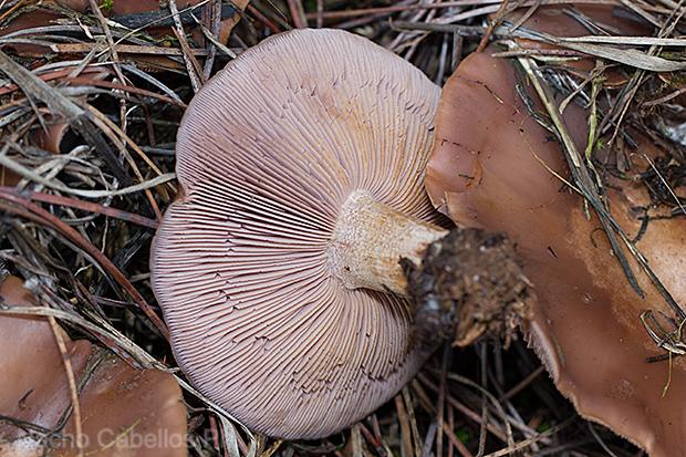 Los Pinos. Puertollano. Febrero 2016.