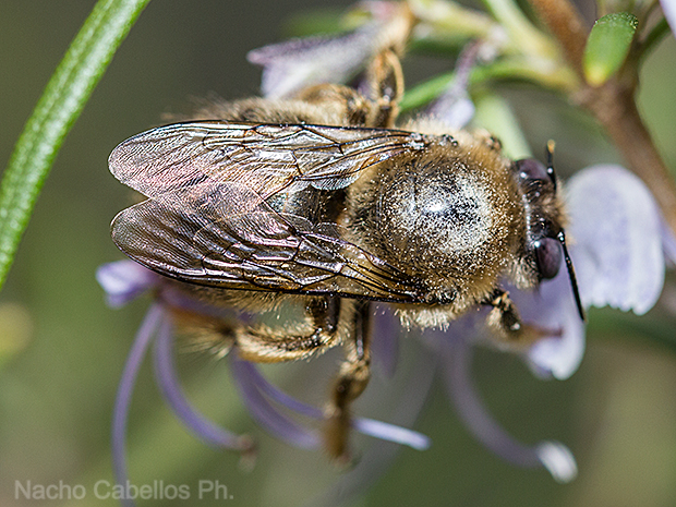 Los Pinos. Puertollano. Marzo 2016.
