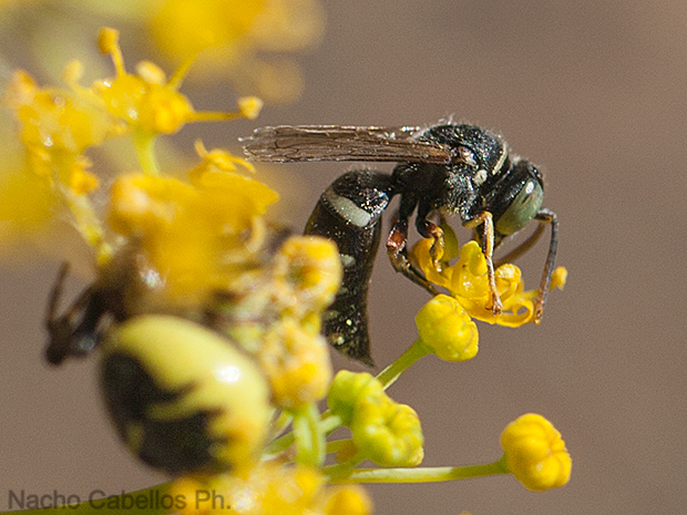 Los Pinos. Puertollano. Junio 2010.