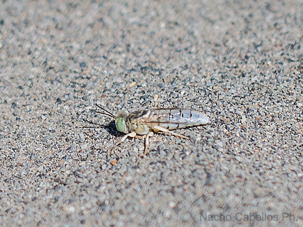 Mina de San Quintín. Tirteafuera. Junio 2010.