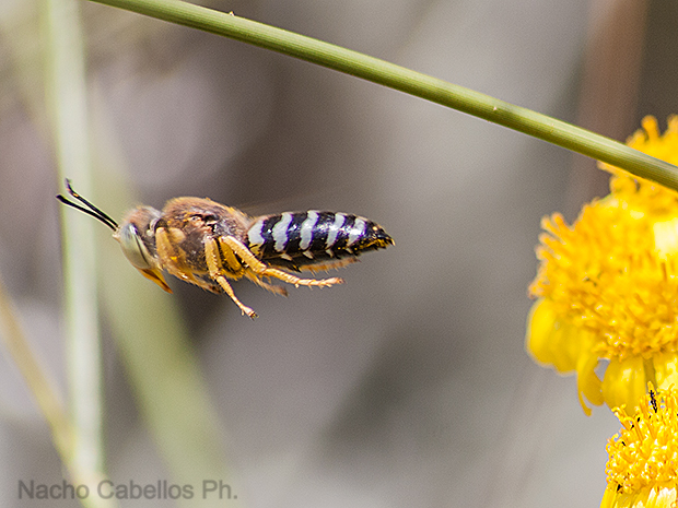 Parque las vías. Puertollano. Junio 2009.