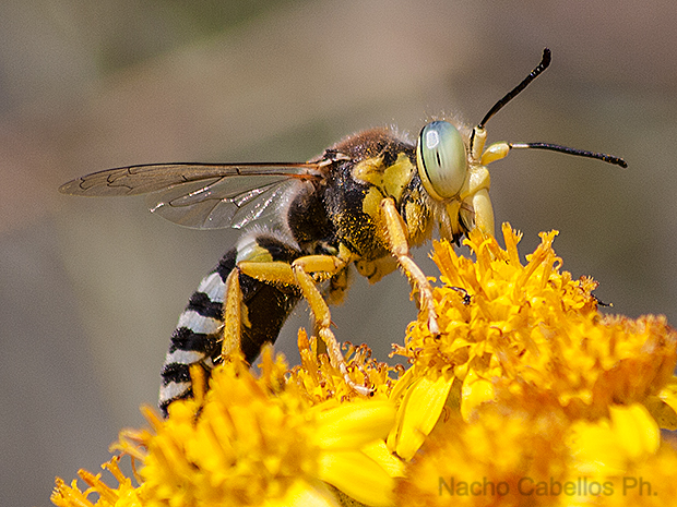 Parque las vías. Puertollano. Junio 2009.