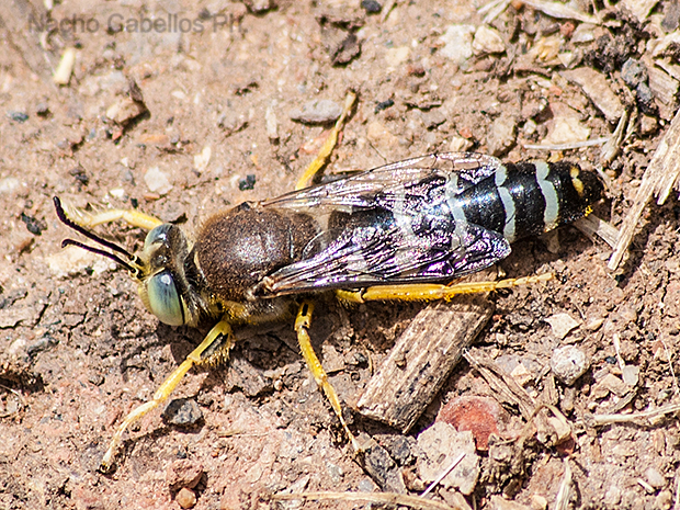Parque las vías. Puertollano. Junio 2009.