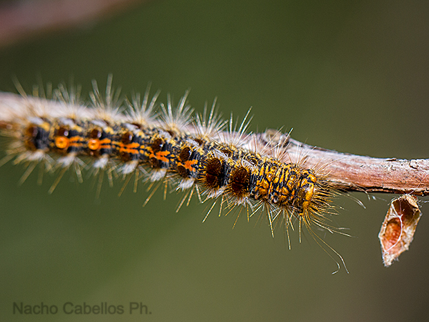 PN Cabañeros. Mayo 2012.