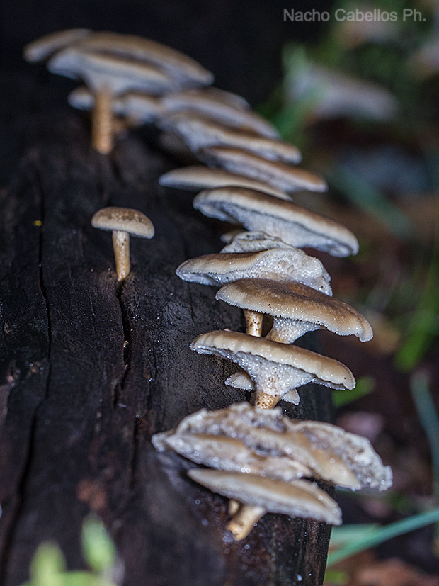 Arroyo Robledo de las Hoyas. Fuencaliente. Abril 2011.