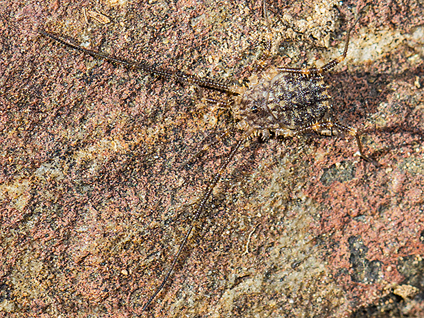 Hoz del Jándula. El Hoyo. Enero 2016.