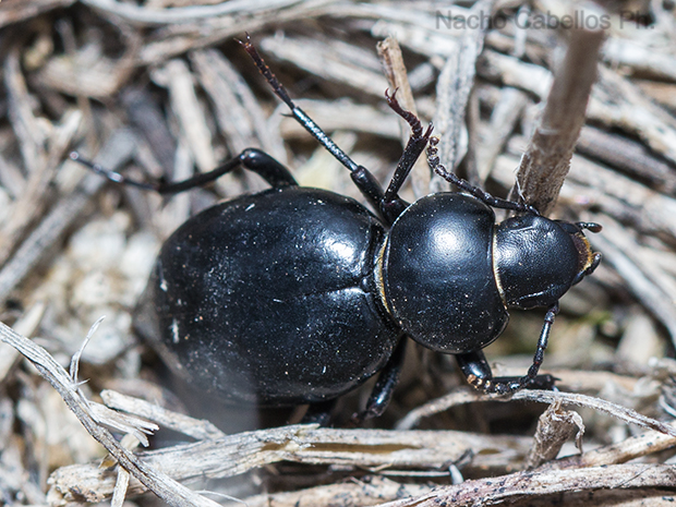 Laguna de las Yeguas. Alcázar de San Juan. Febrero 2016.
