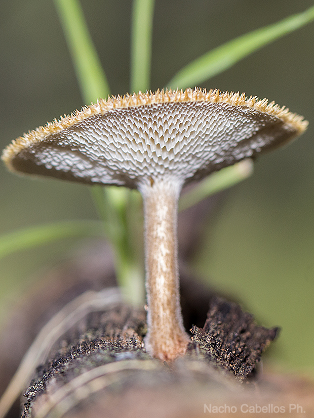 Laguna de Cañada. Cañada de Calatrava. Abril 2013.