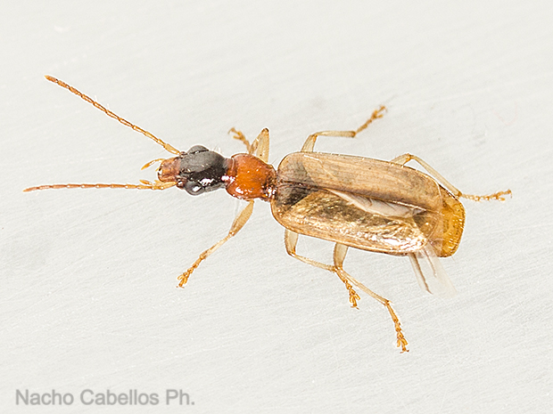 Puertollano. Marzo 2016.