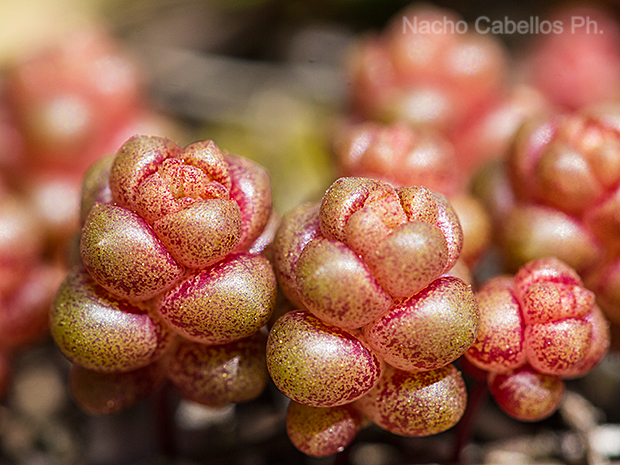 Aldeaquemada. Abril 2016.