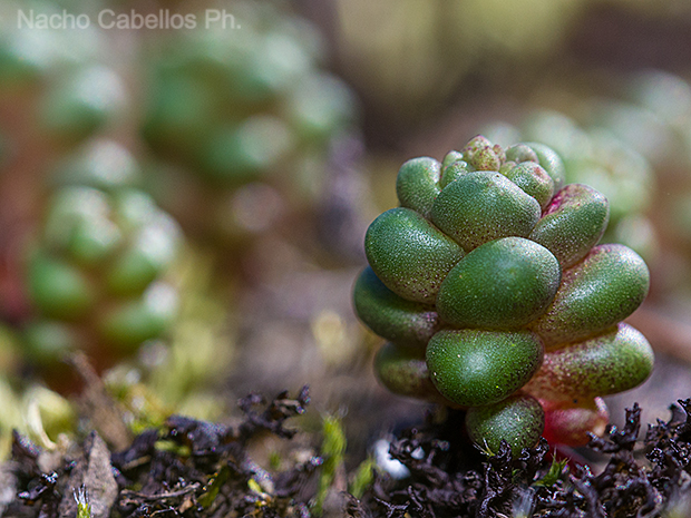 Aldeaquemada. Abril 2016.