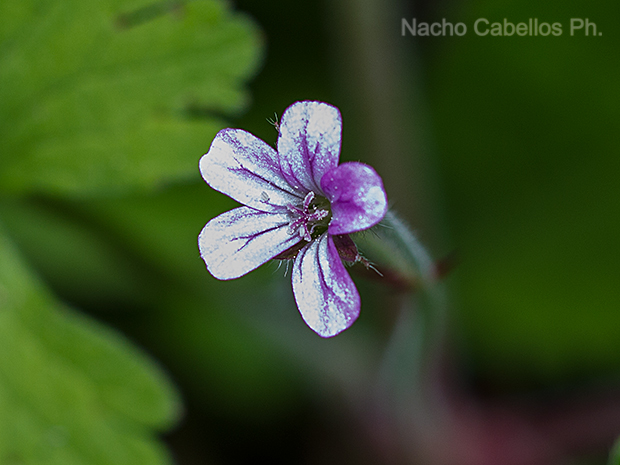 Aldeaquemada. Abril 2016.