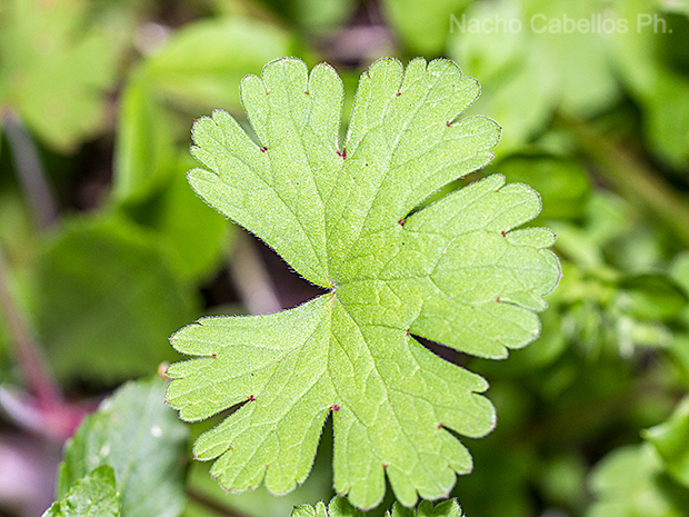 Aldeaquemada. Abril 2016.