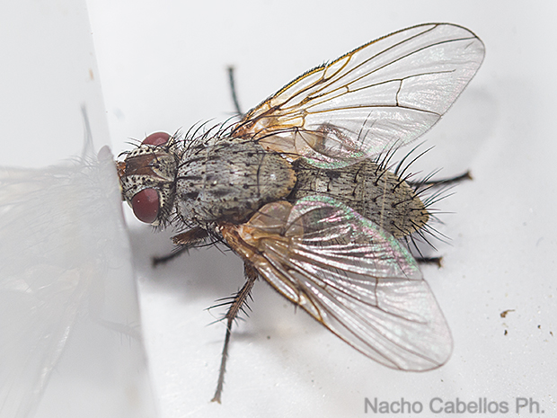 Aldeaquemada. Abril 2016.