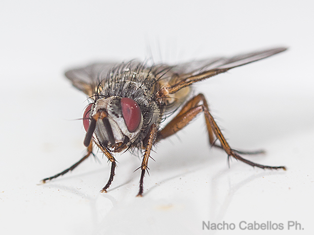 Aldeaquemada. Abril 2016.