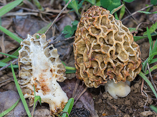 Aldeaquemada. Abril 2016.