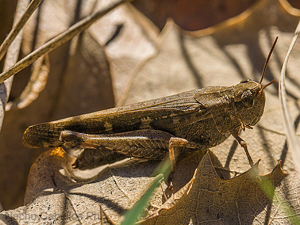 Río Montoro. Fuencaliente. Enero 2011.
