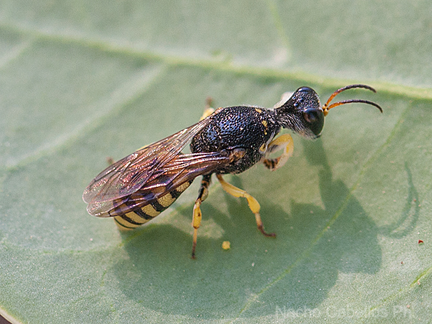 Camino de Puertollano. Argamasilla de Calatrava. Julio 2010.