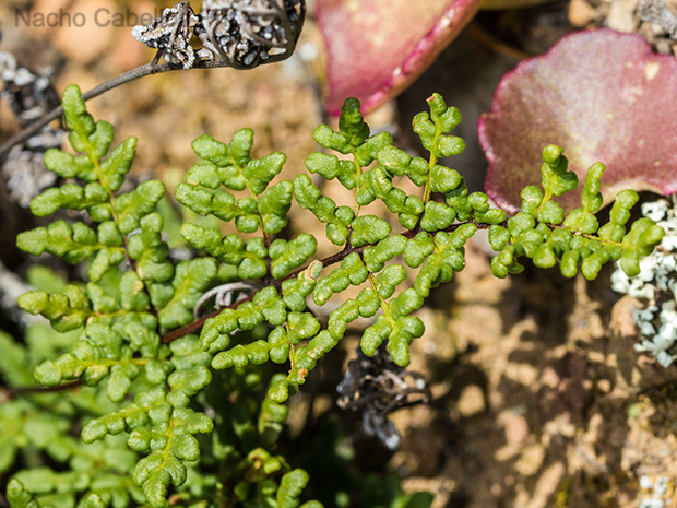 Aldeaquemada. Abril 2016.