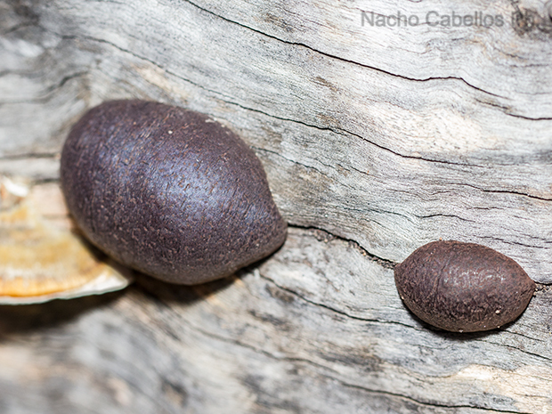 Aldeaquemada. Abril 2016.