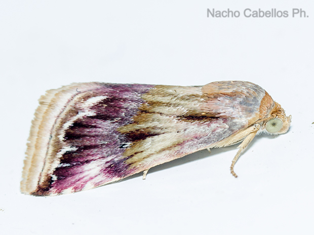 Refugio de Fauna Chico Mendes. Sierra Morena. Abril 2016.