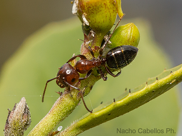 Refugio de Fauna Chico Mendes. Sierra Morena. Abril 2016.