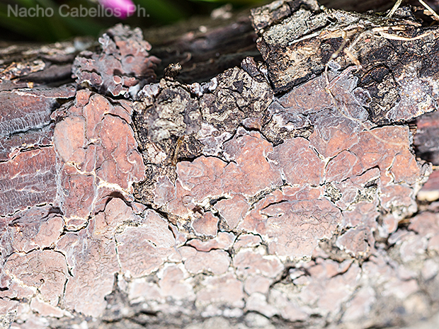 Refugio de fauna Chico Mendes. Sierra Morena. Abril 2016.