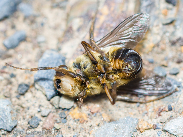 Refugio de Fauna Chico Mendes. Sierra Morena. Abril 2016.