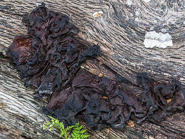 Refugio de Fauna Chico Mendes. Sierra Morena. Abril 2016.