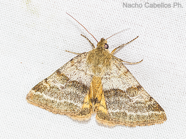 Refugio de Fauna Chico Mendes. Sierra Korena. Abril 2016.