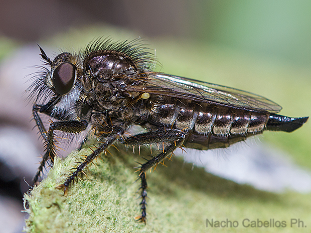PN Tablas de Daimiel. Abril 2012.