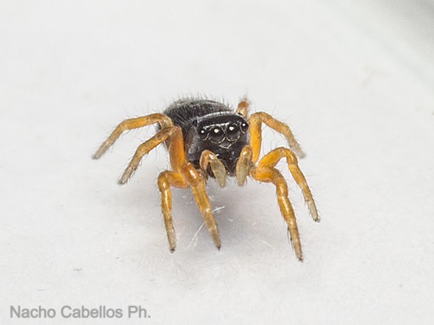 Puertollano. Abril 2016.