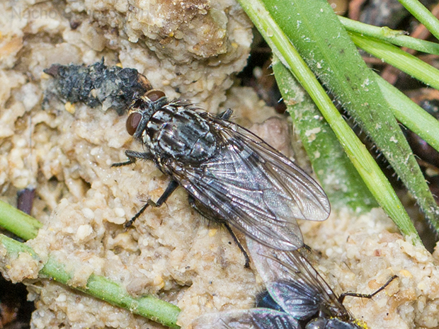 Los Pinos. Puertollano. Mayo 2016