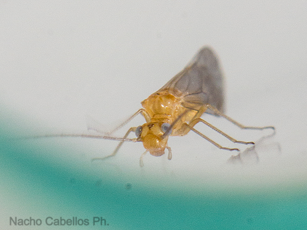 Los Pinos. Puertollano. Mayo 2016.