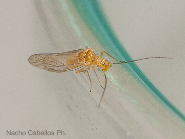 Los Pinos. Puertollano. Mayo 2016.