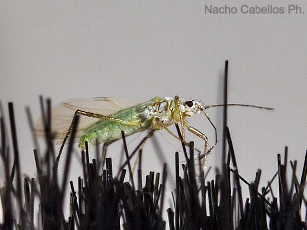 Los Pinos. Puertollano. Mayo 2016.