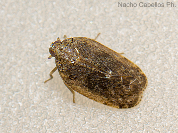 Los Pinos. Puertollano. Junio 2016.