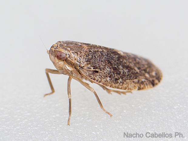 Los Pinos. Puertollano. Junio 2016.