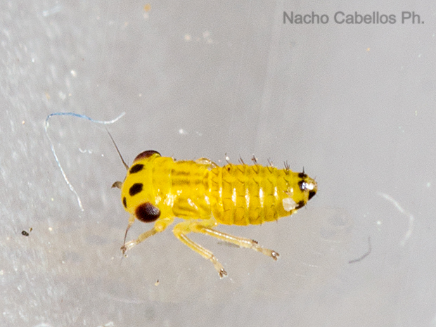 Los Pinos. Puertollano. Junio 2016.