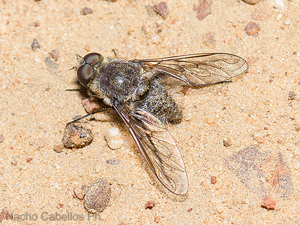 Los Pinos. Puertollano. Junio 2016.