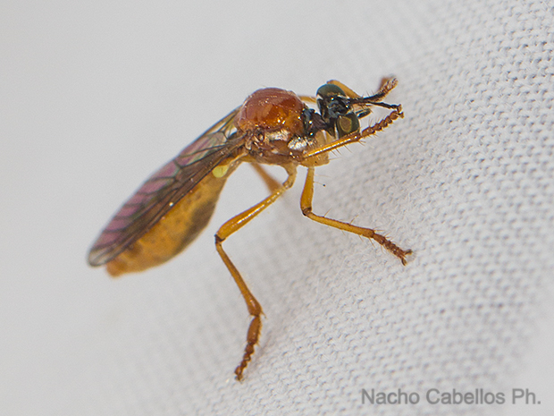 Laguna de Cañada. Junio 2016.