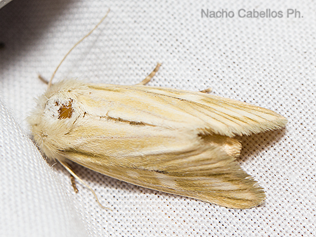 Laguna de Cañada. Cañada de Calatrava. Junio 2016.