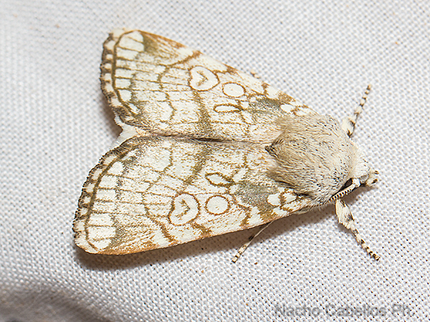 Laguna de Cañada. Cañada de Calatrava. Junio 2016.
