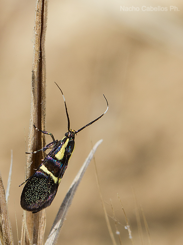 Laguna de Caracuel. Junio 2016.