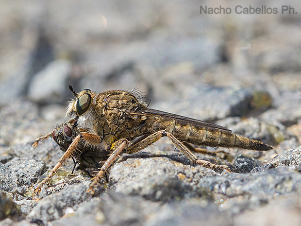Camino de Caracuel. Villamayor de Calatrava. Junio 2016.
