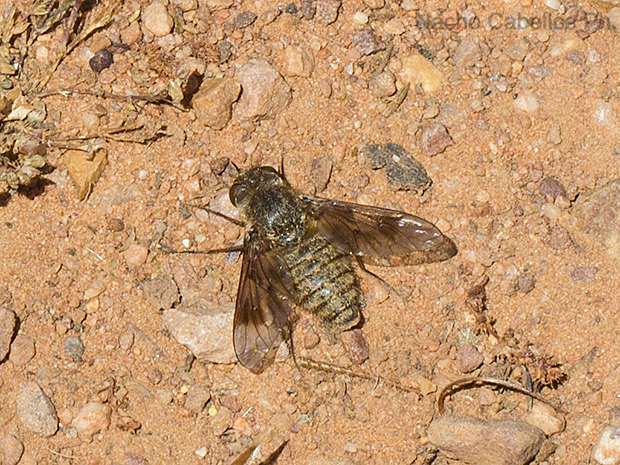Camino de Caracuel. Villamayor de Calatrava. Junio 2016.